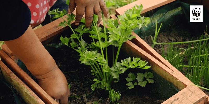 Proyecto Huertos Familiares en zonas periurbanas - Santa Cruz